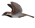 sparrow.gif (9639 bytes)